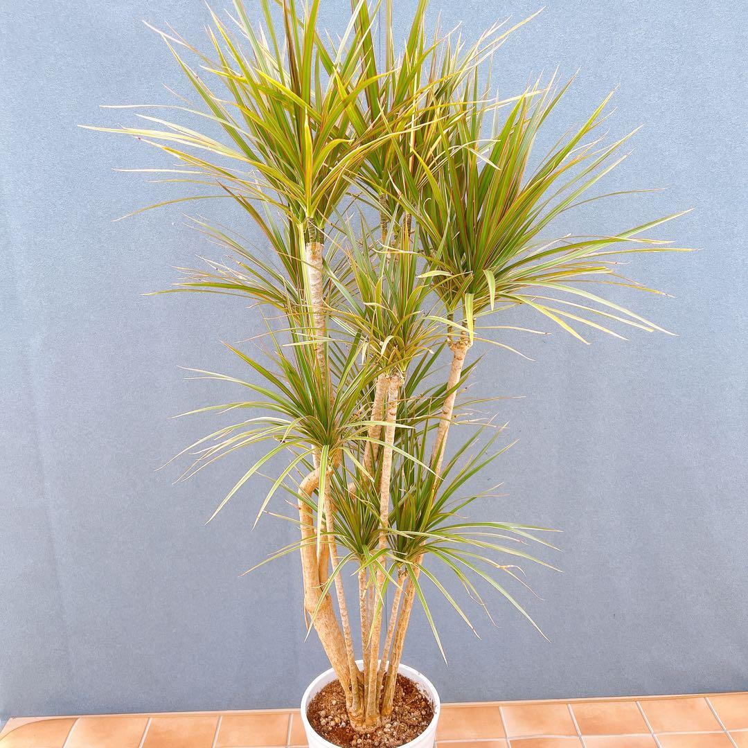 現品　ドラセナ　コンシンネ　トリカラー　28番　観葉植物　特大　インテリア　室内