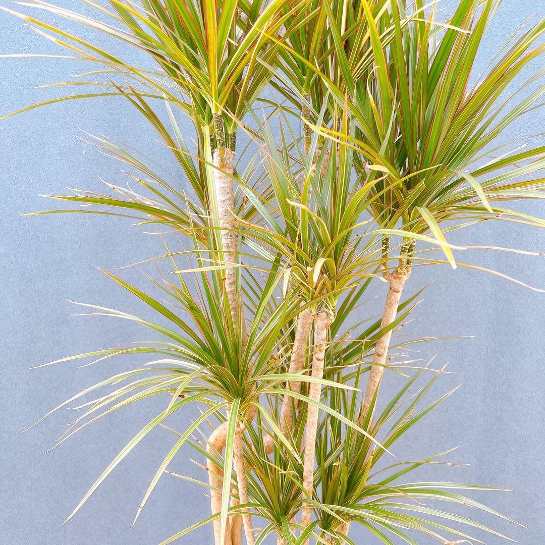 現品　ドラセナ　コンシンネ　トリカラー　28番　観葉植物　特大　インテリア　室内