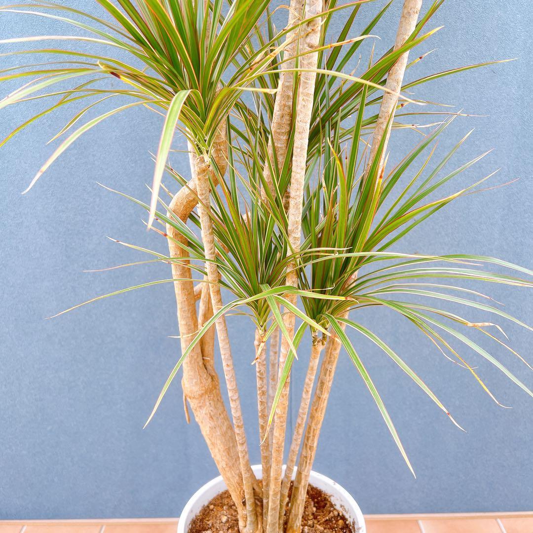 現品　ドラセナ　コンシンネ　トリカラー　28番　観葉植物　特大　インテリア　室内