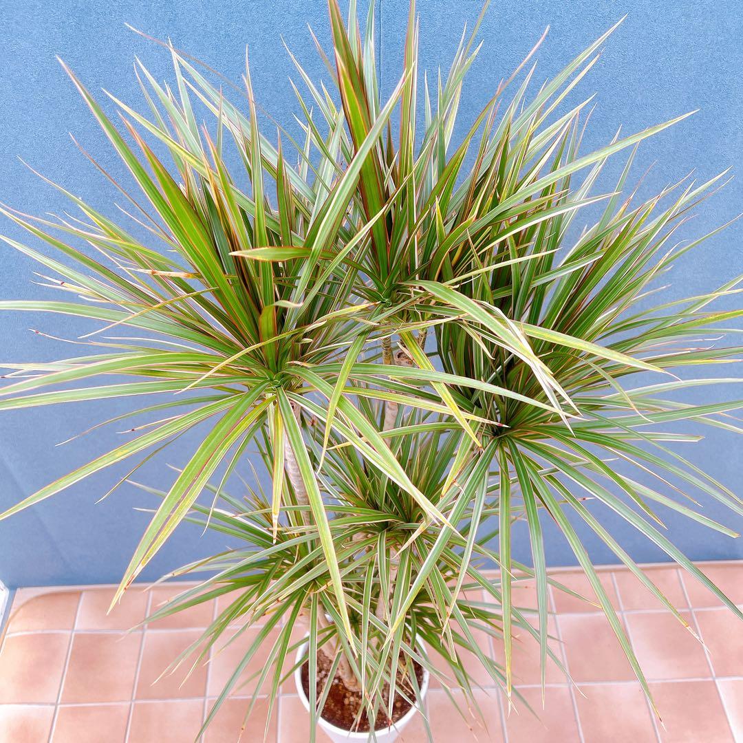 現品　ドラセナ　コンシンネ　トリカラー　28番　観葉植物　特大　インテリア　室内