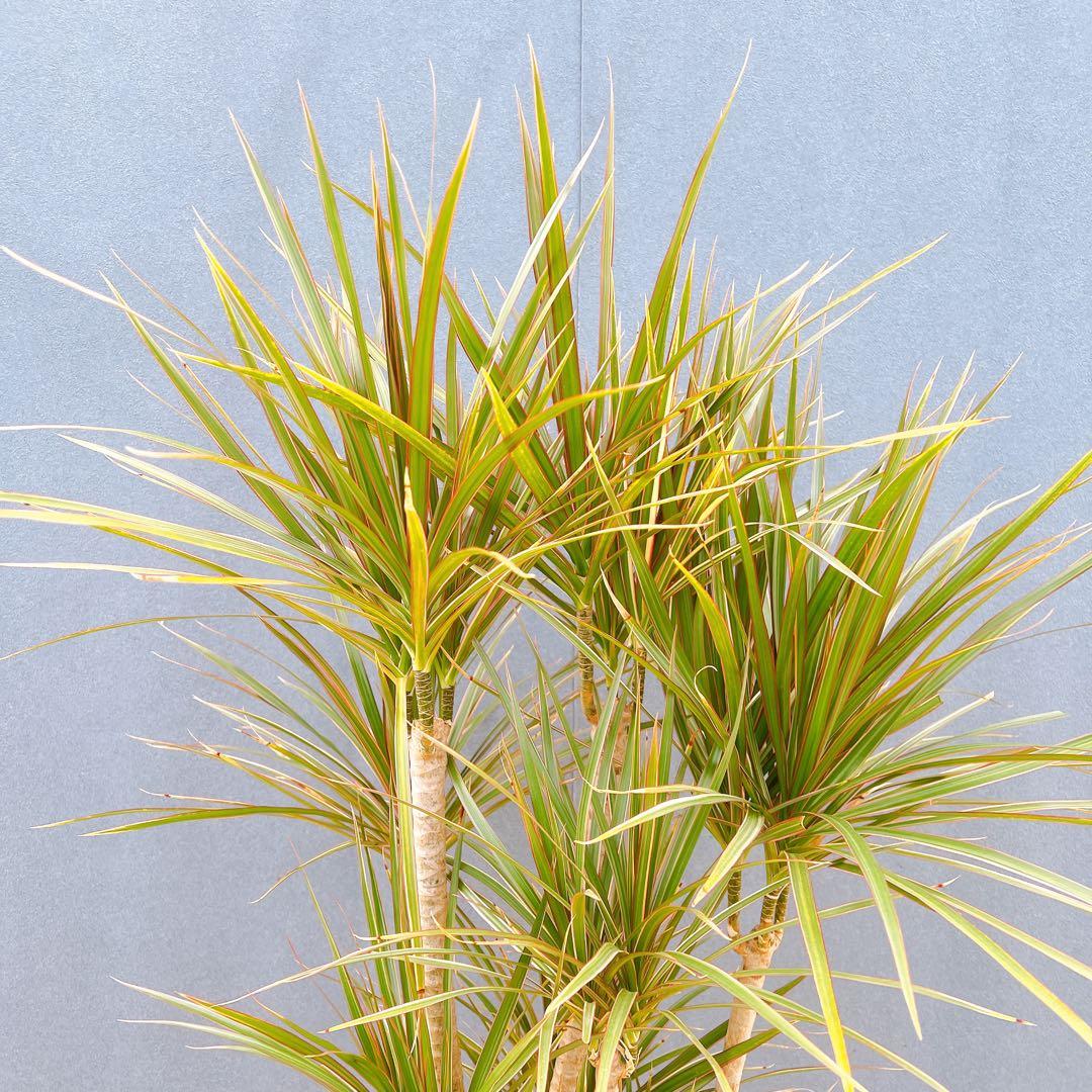 現品　ドラセナ　コンシンネ　トリカラー　28番　観葉植物　特大　インテリア　室内