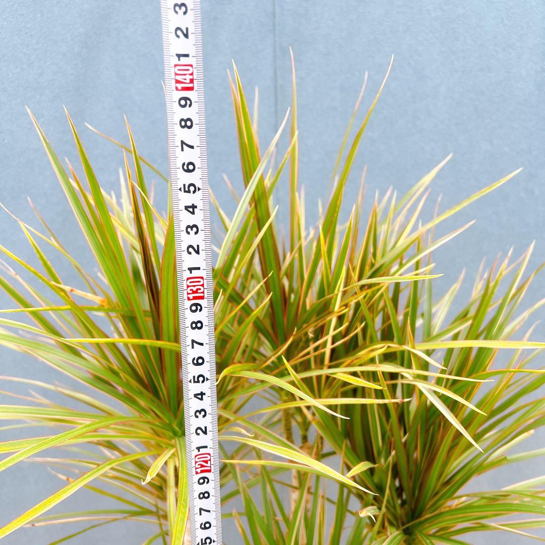 現品　ドラセナ　コンシンネ　トリカラー　28番　観葉植物　特大　インテリア　室内