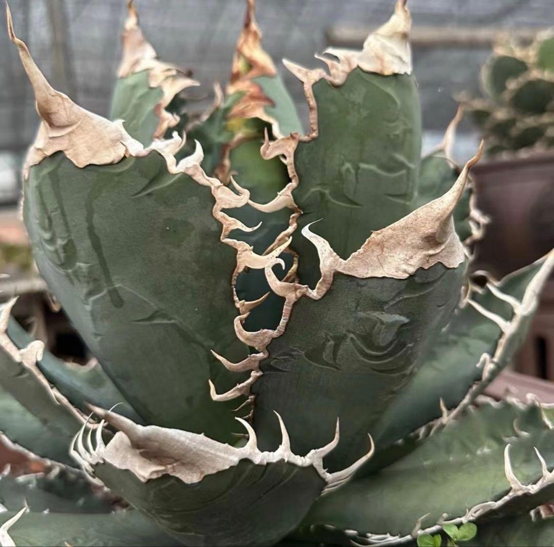 アガベ スーパーチタノタ 悪魔くん - メルカリ