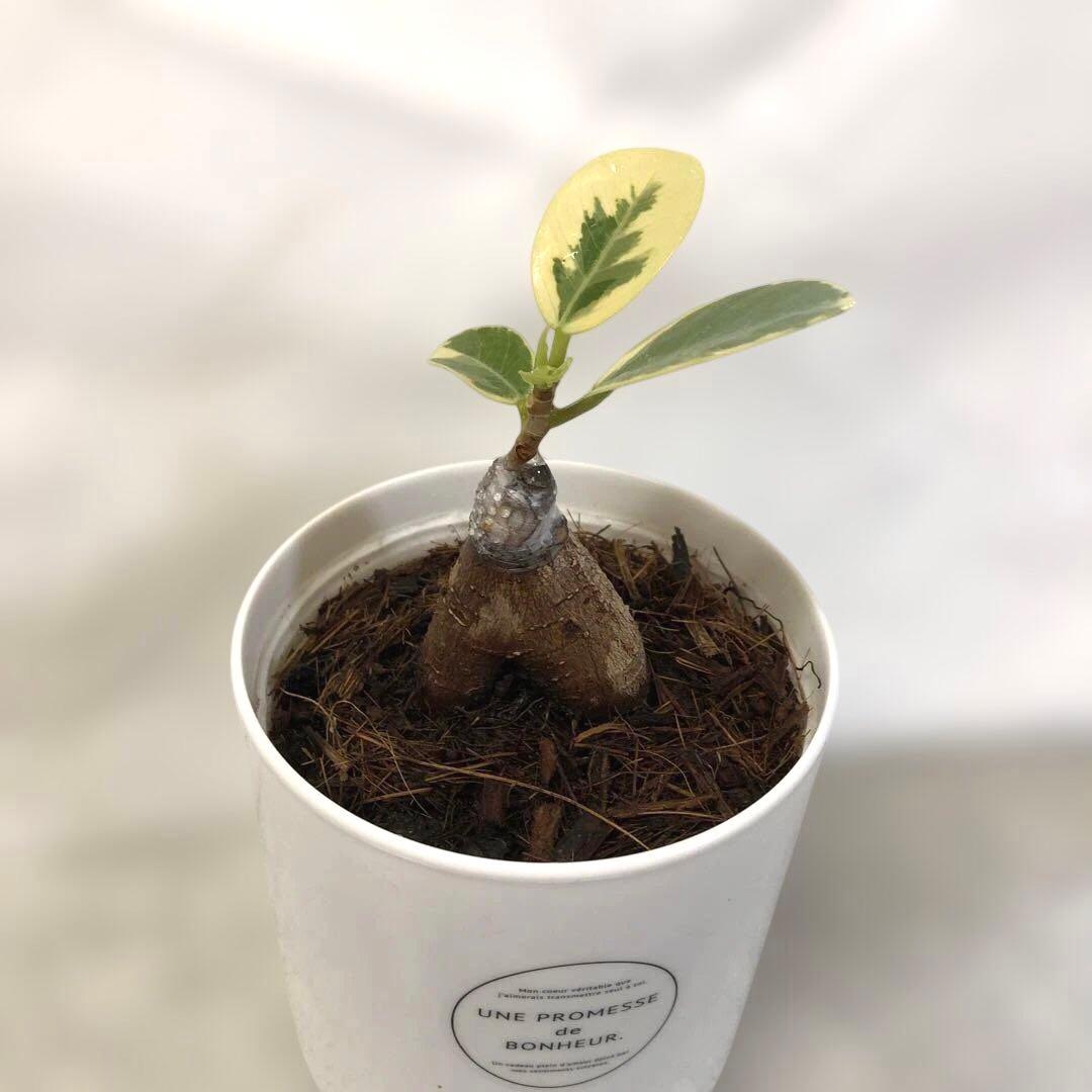 る*♪様 パンダ ガジュマル 斑入り 接木 - メルカリ