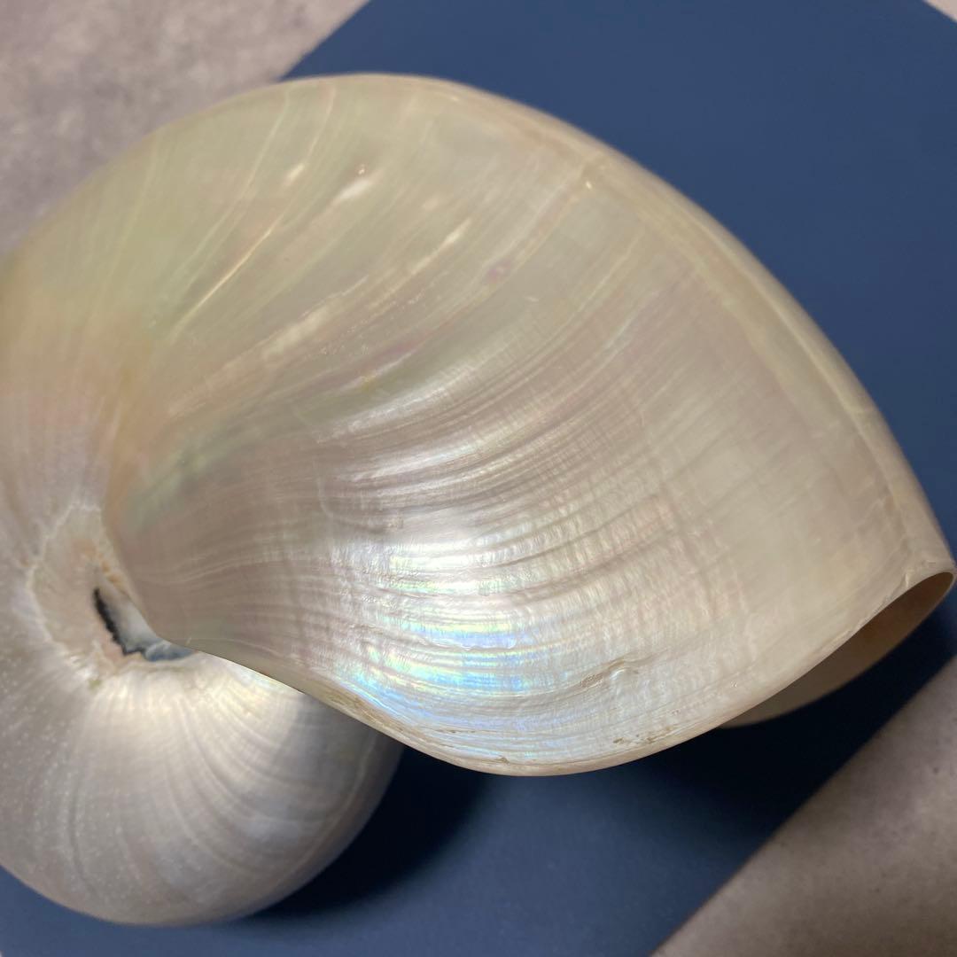 貝殻　オウムガイ　パール　インテリア　標本　置物　オウム貝　巻貝