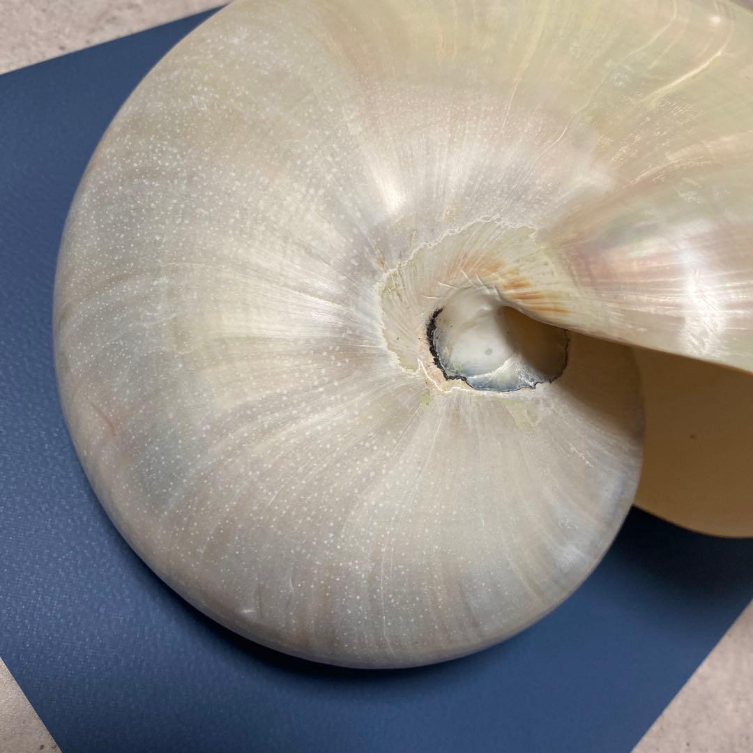 貝殻　オウムガイ　パール　インテリア　標本　置物　オウム貝　巻貝