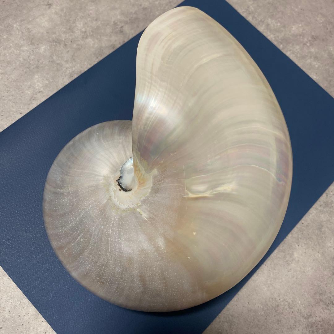 貝殻　オウムガイ　パール　インテリア　標本　置物　オウム貝　巻貝