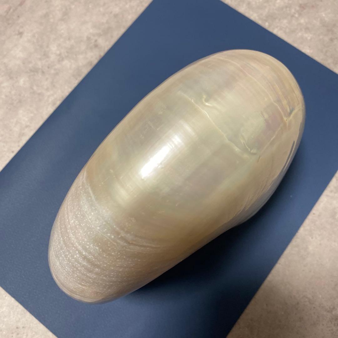 貝殻　オウムガイ　パール　インテリア　標本　置物　オウム貝　巻貝