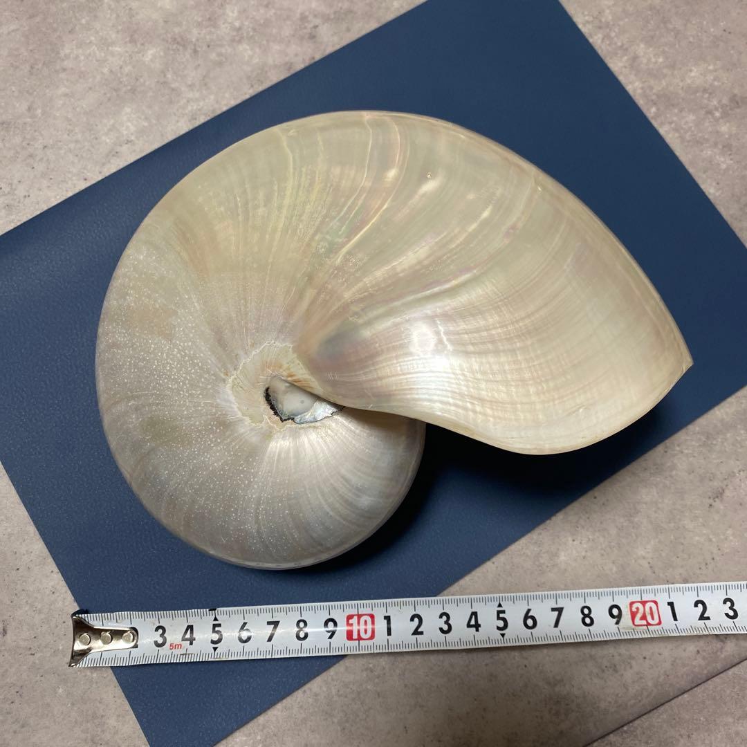 貝殻　オウムガイ　パール　インテリア　標本　置物　オウム貝　巻貝