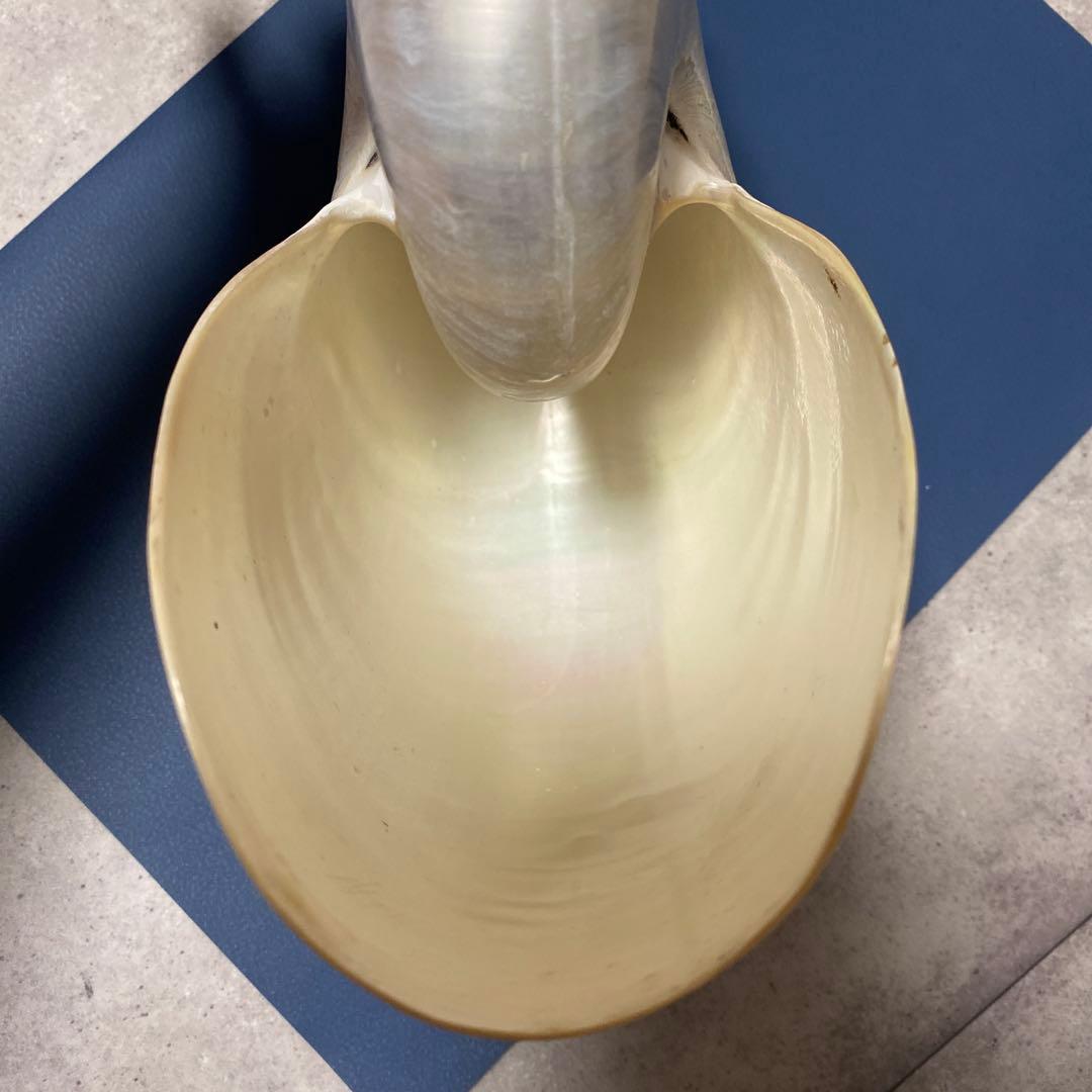 貝殻　オウムガイ　パール　インテリア　標本　置物　オウム貝　巻貝