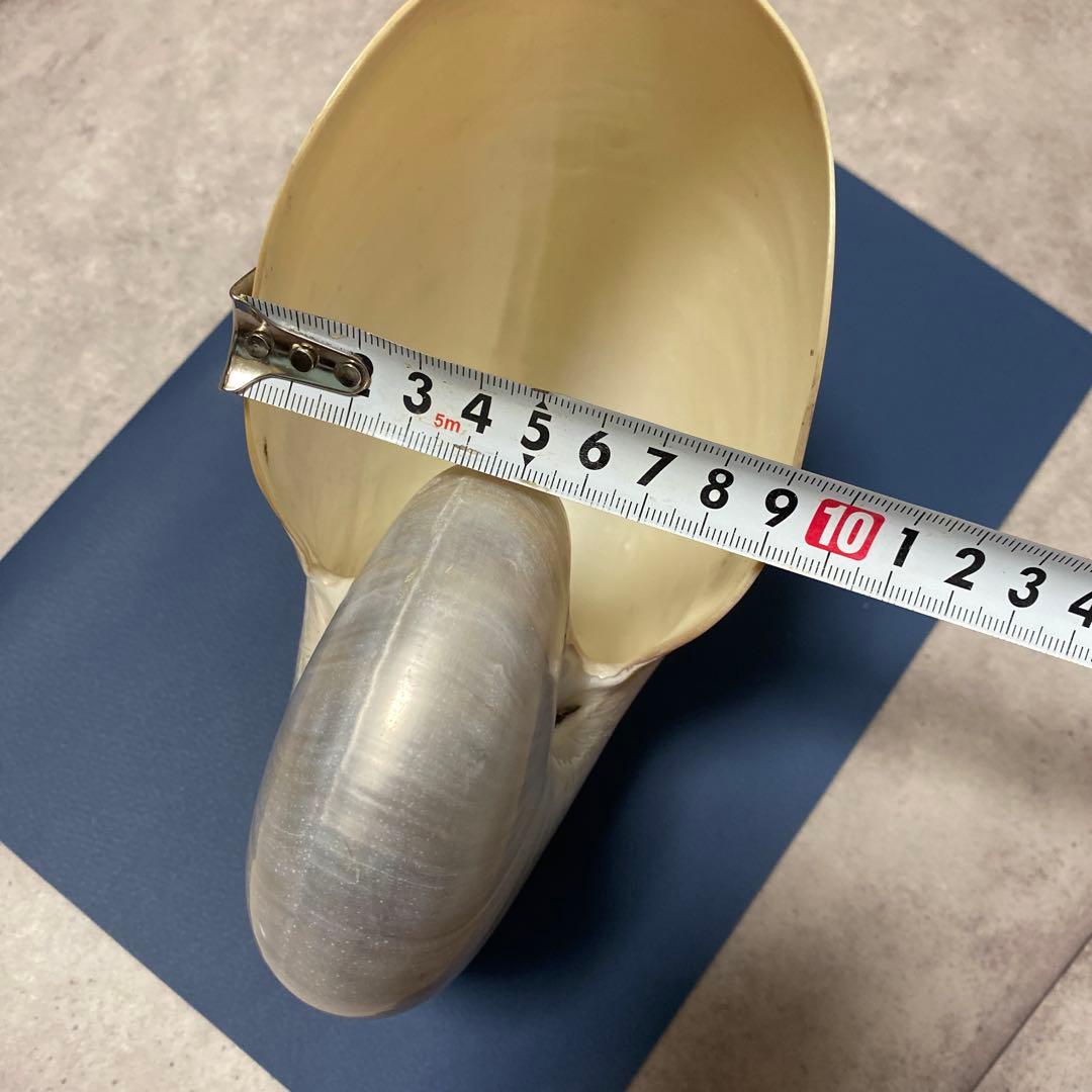 貝殻　オウムガイ　パール　インテリア　標本　置物　オウム貝　巻貝