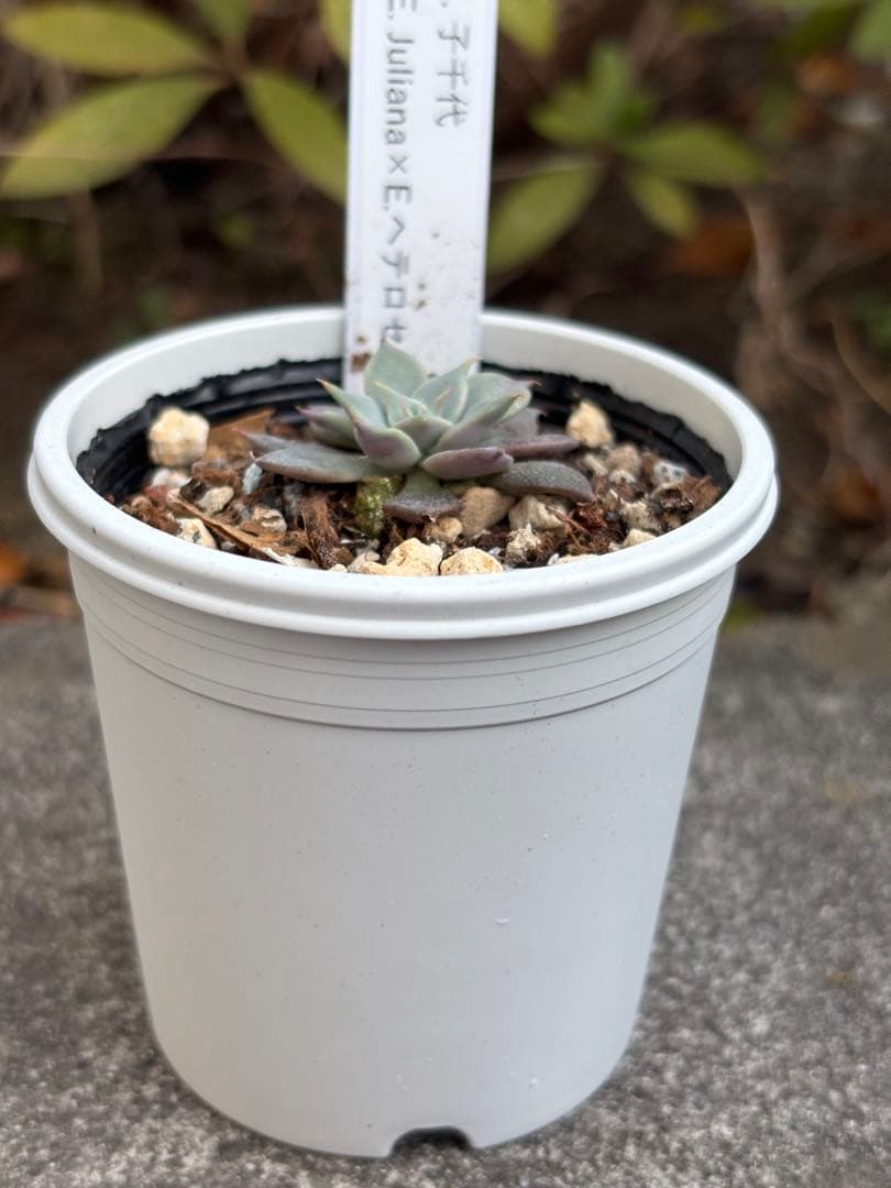 希少 コチョコチョさん苗 命名種 子千代 札付き 多肉植物