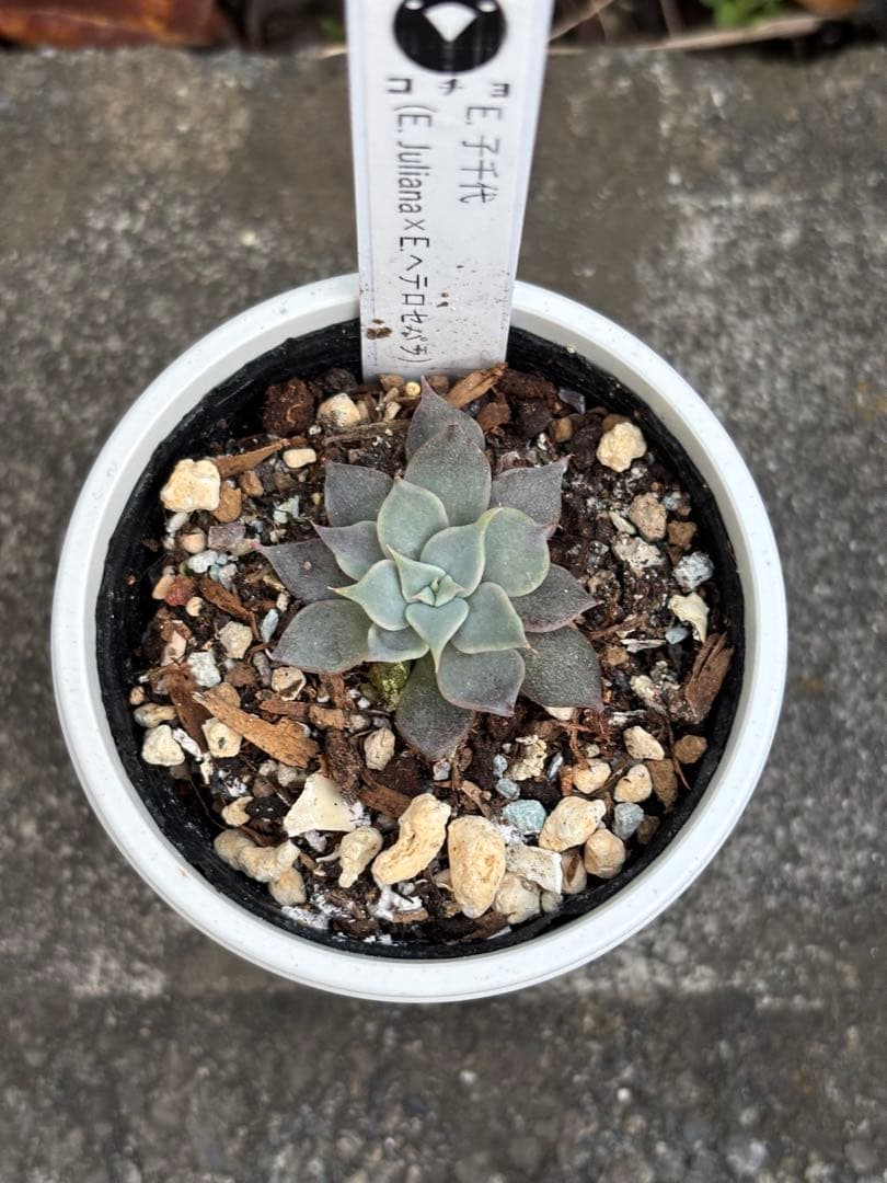 希少 コチョコチョさん苗 命名種 子千代 札付き 多肉植物