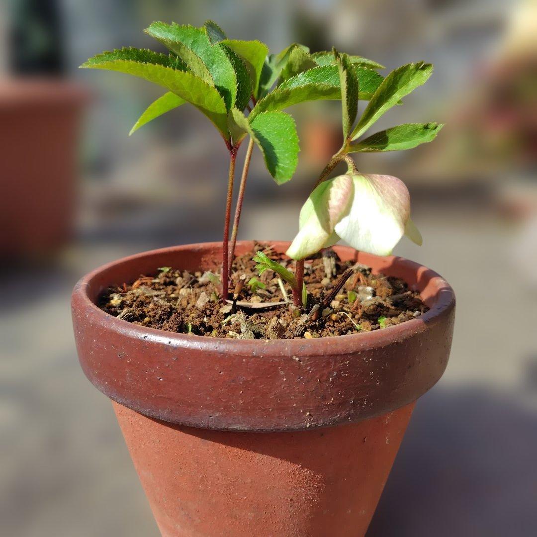 クリスマスローズ 抜き苗 - メルカリ