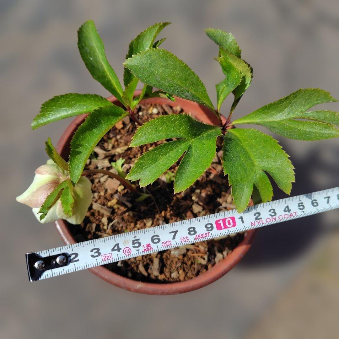 クリスマスローズ 抜き苗 - メルカリ