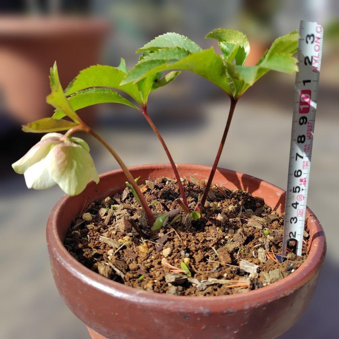 クリスマスローズ 抜き苗 - メルカリ