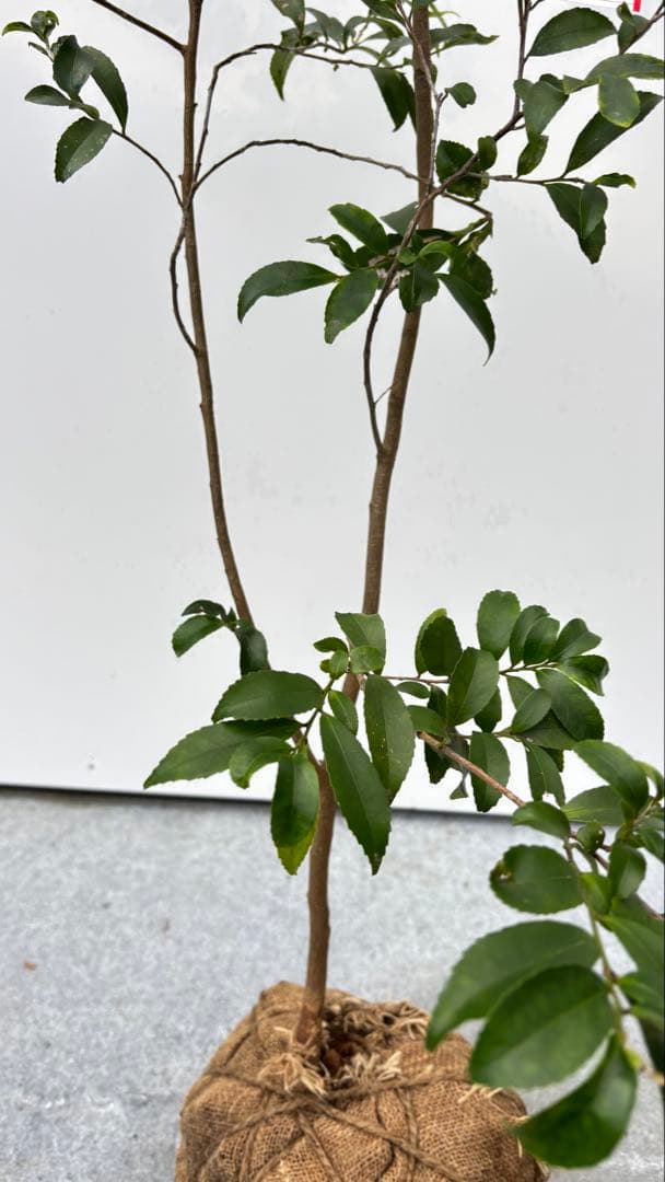 自然な樹形が美しい 山採りの ヒサカキ 690 樹高1.4m位 ヒメサカキ 姫榊