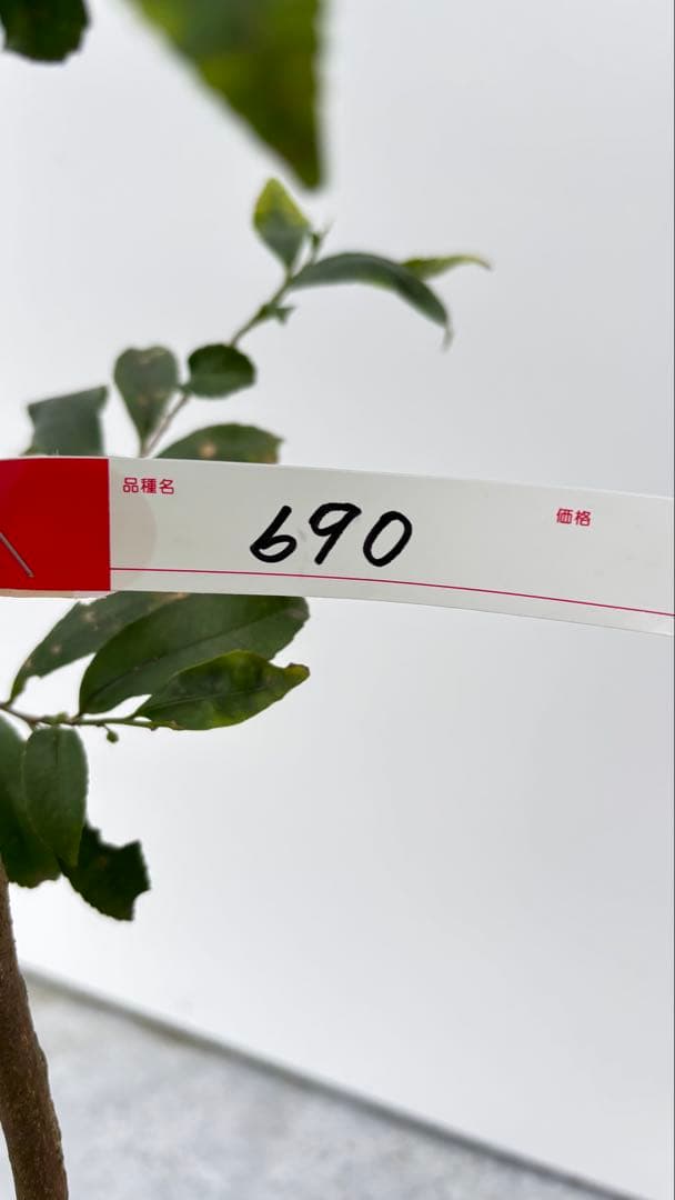 自然な樹形が美しい 山採りの ヒサカキ 690 樹高1.4m位 ヒメサカキ 姫榊