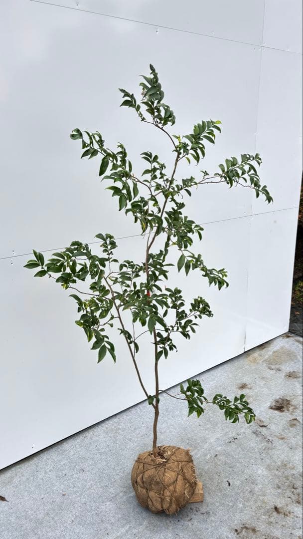 自然な樹形が美しい 山採りの ヒサカキ 690 樹高1.4m位 ヒメサカキ 姫榊