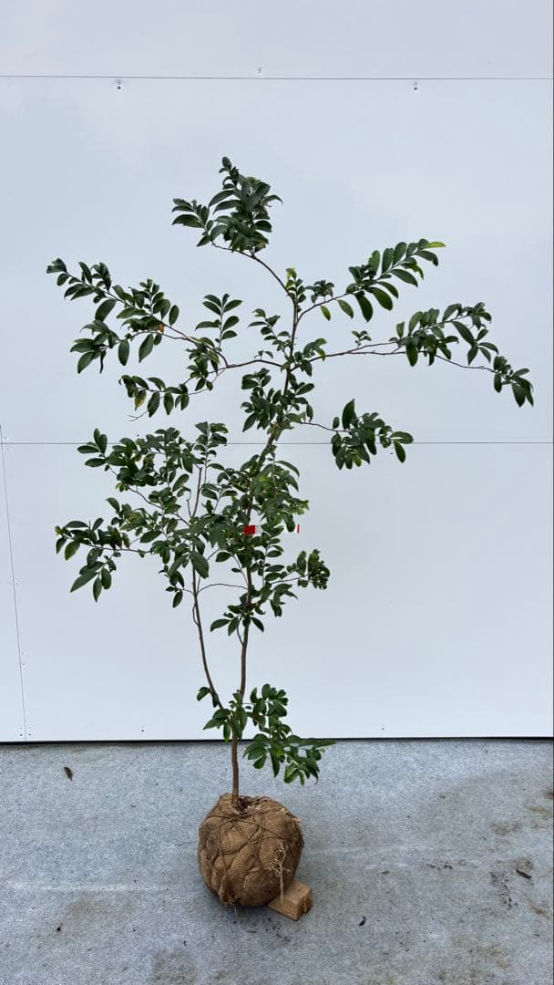 自然な樹形が美しい 山採りの ヒサカキ 690 樹高1.4m位 ヒメサカキ 姫榊