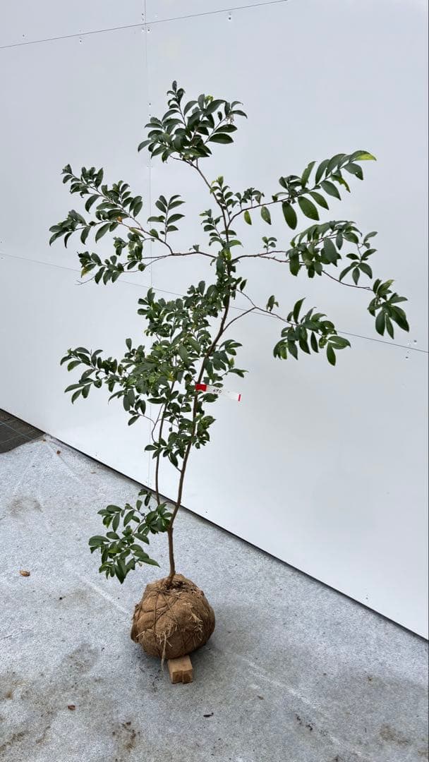 自然な樹形が美しい 山採りの ヒサカキ 690 樹高1.4m位 ヒメサカキ 姫榊