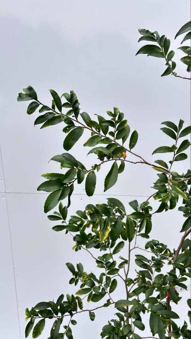 自然な樹形が美しい 山採りの ヒサカキ 690 樹高1.4m位 ヒメサカキ 姫榊