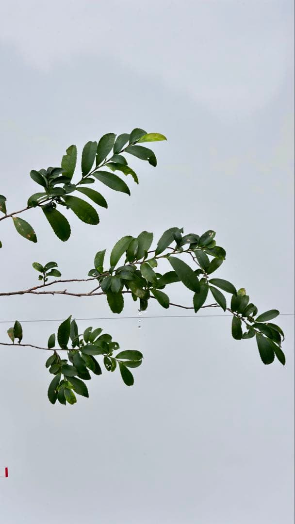 自然な樹形が美しい 山採りの ヒサカキ 690 樹高1.4m位 ヒメサカキ 姫榊