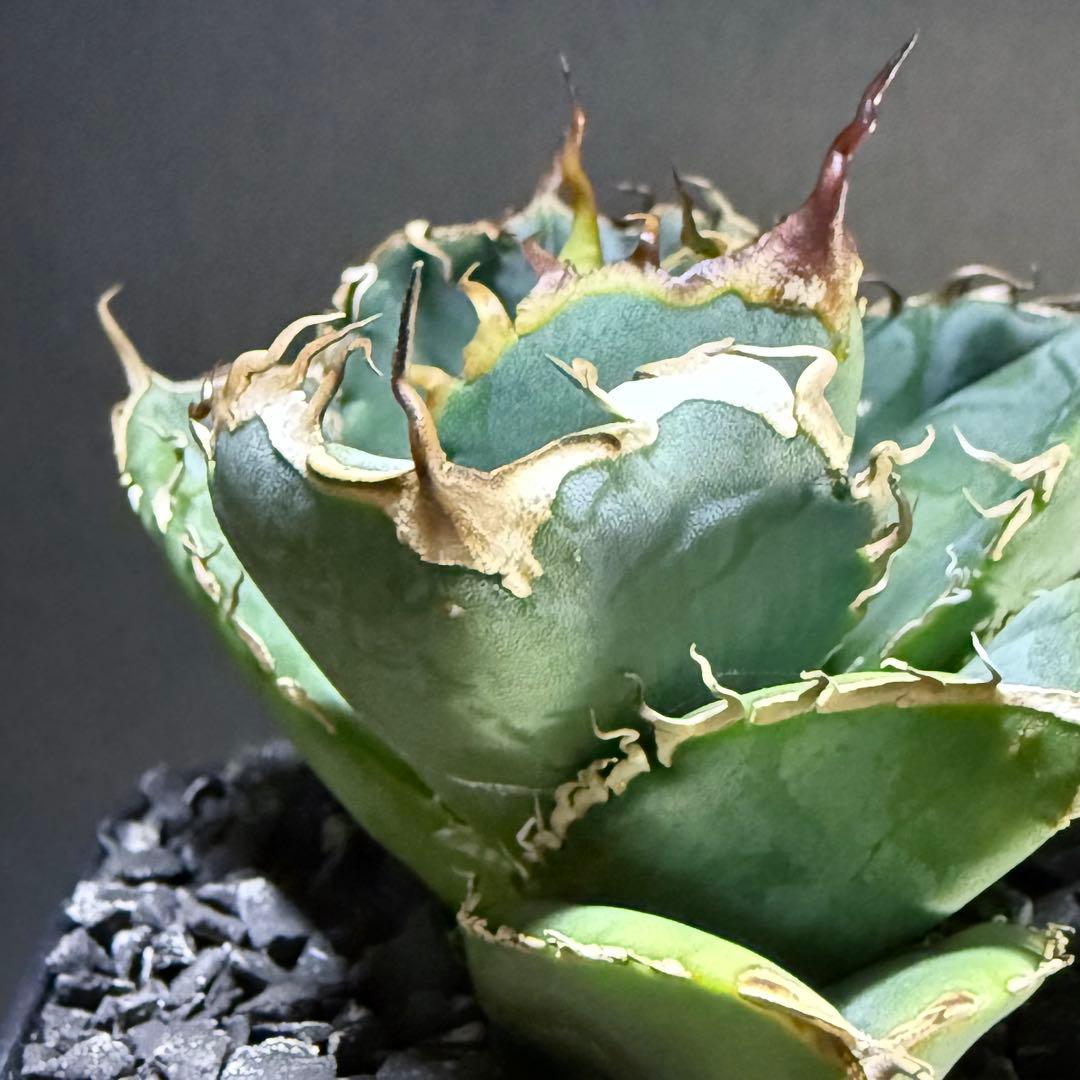 アガベ オテロイ 実生 超選抜 ちょいぶつ うねり ワシャ 検) チタノタ