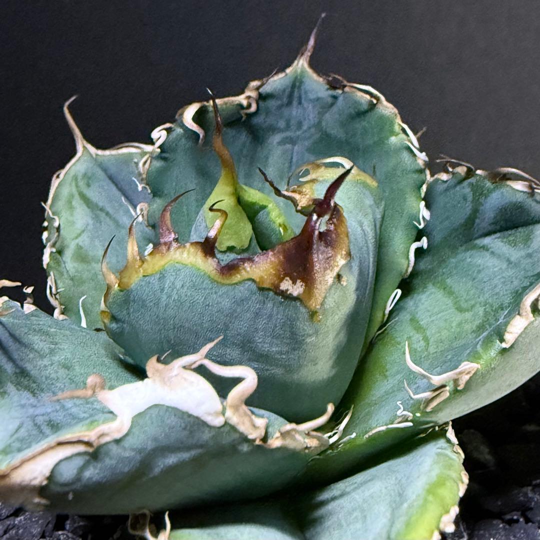 アガベ オテロイ 実生 超選抜 ちょいぶつ うねり ワシャ 検) チタノタ