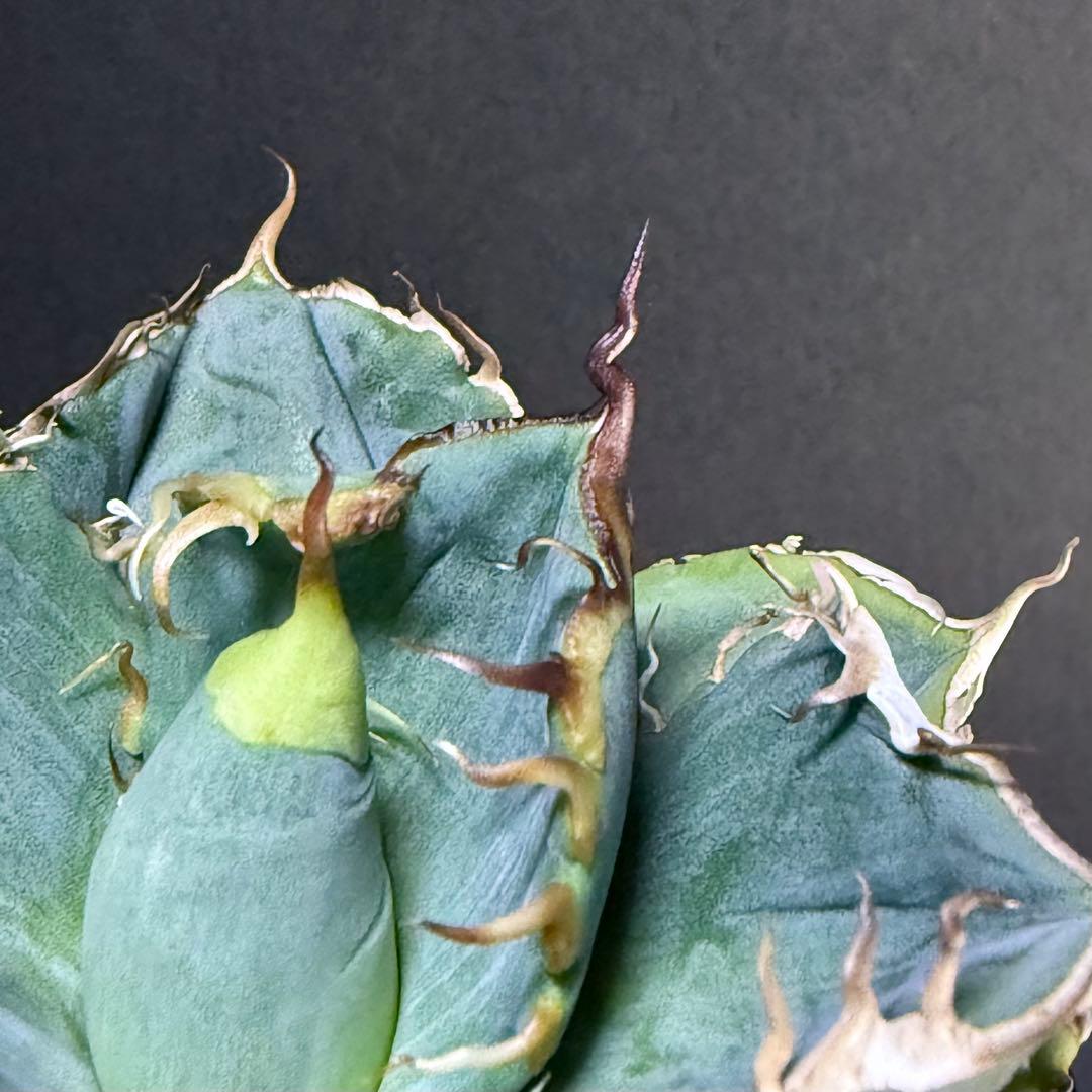 アガベ オテロイ 実生 超選抜 ちょいぶつ うねり ワシャ 検) チタノタ