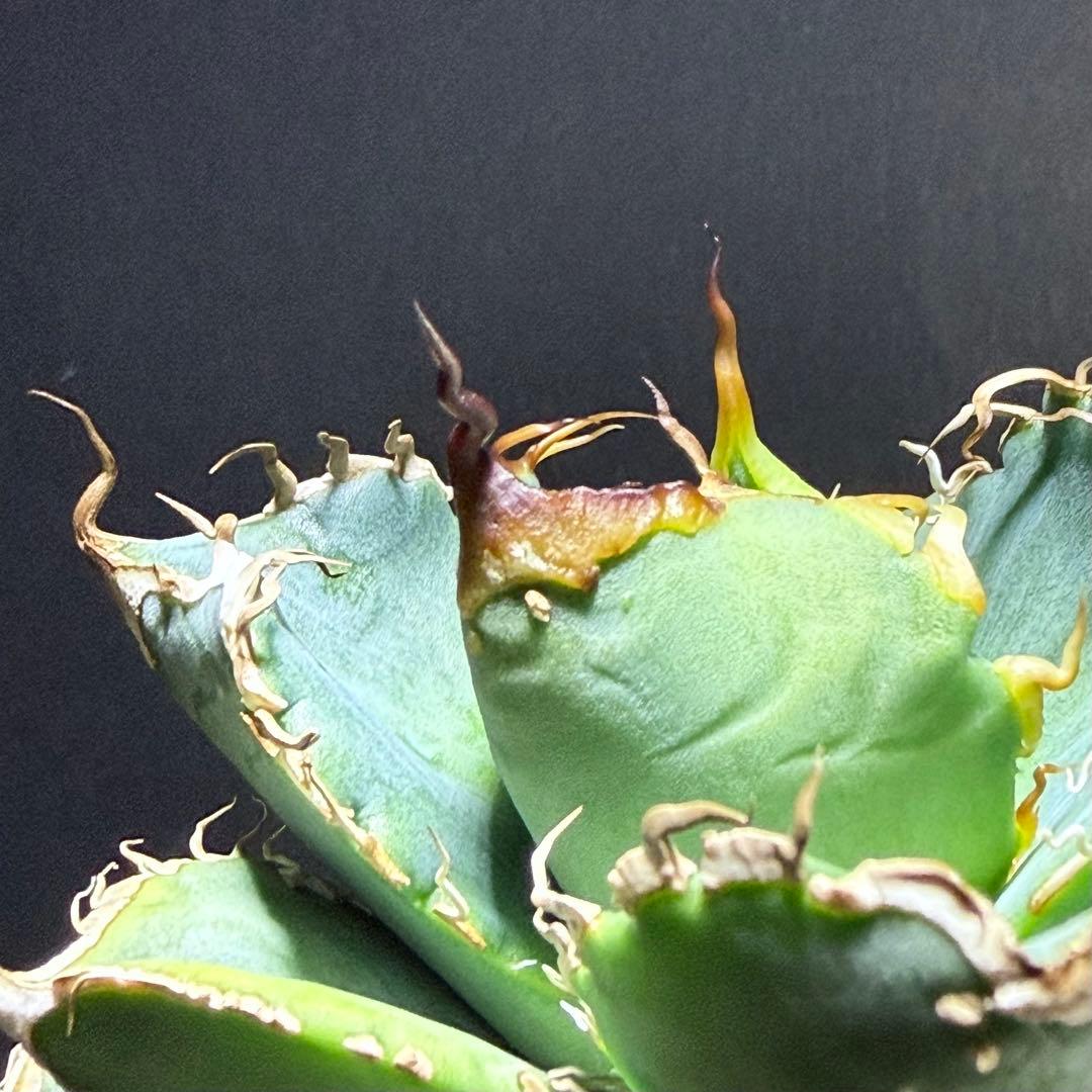 アガベ オテロイ 実生 超選抜 ちょいぶつ うねり ワシャ 検) チタノタ