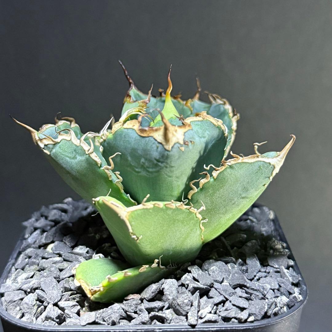 アガベ オテロイ 実生 超選抜 ちょいぶつ うねり ワシャ 検) チタノタ