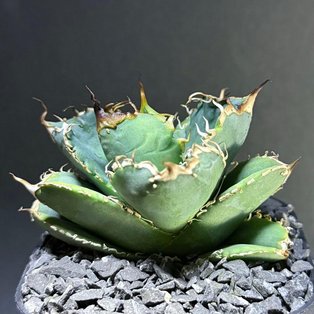 アガベ オテロイ 実生 超選抜 ちょいぶつ うねり ワシャ 検) チタノタ