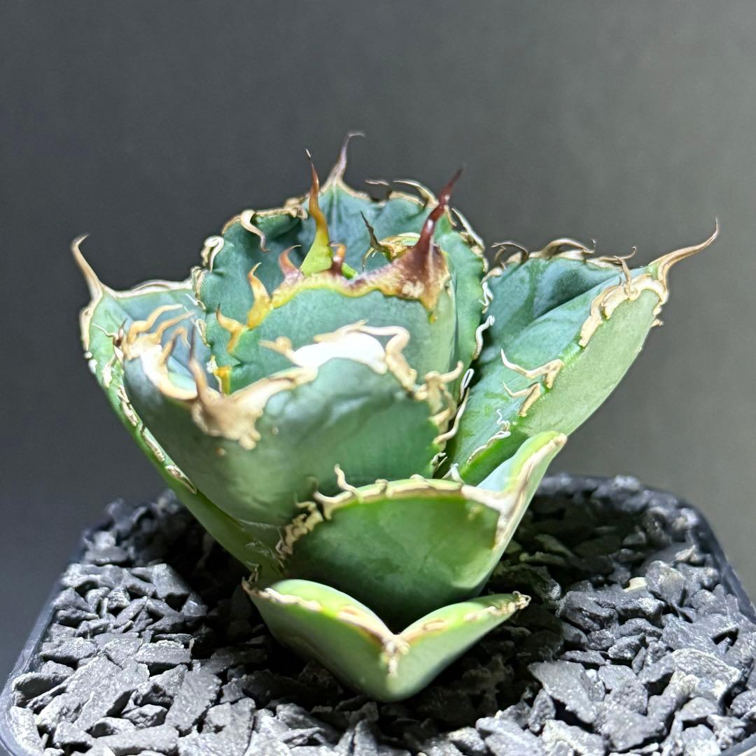 アガベ オテロイ 実生 超選抜 ちょいぶつ うねり ワシャ 検) チタノタ