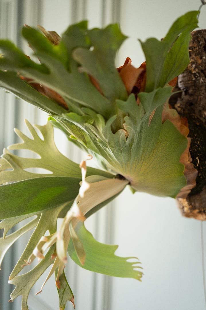 ビカクシダ OMG✖︎Cotton Cloud（親株）