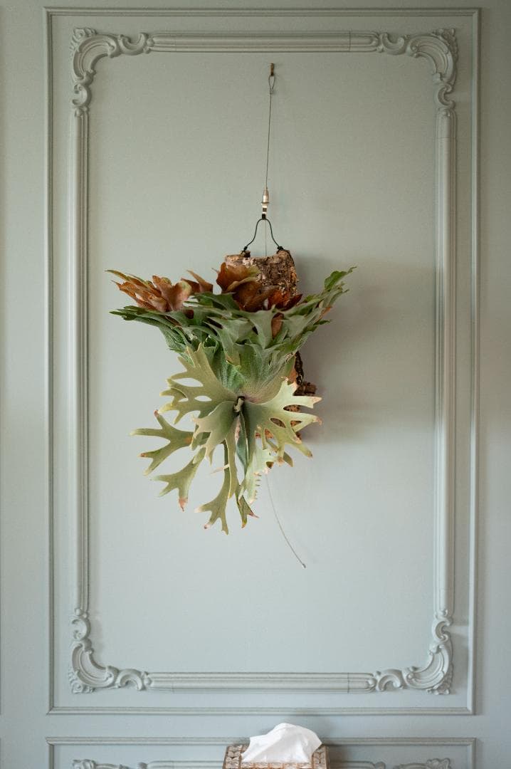 ビカクシダ OMG✖︎Cotton Cloud（親株）