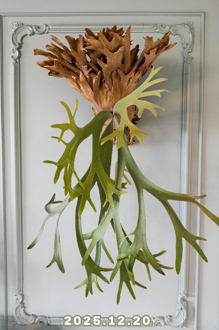 ビカクシダ OMG✖︎Cotton Cloud（親株）