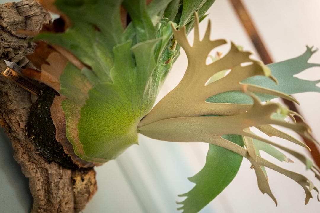 ビカクシダ OMG✖︎Cotton Cloud（親株）