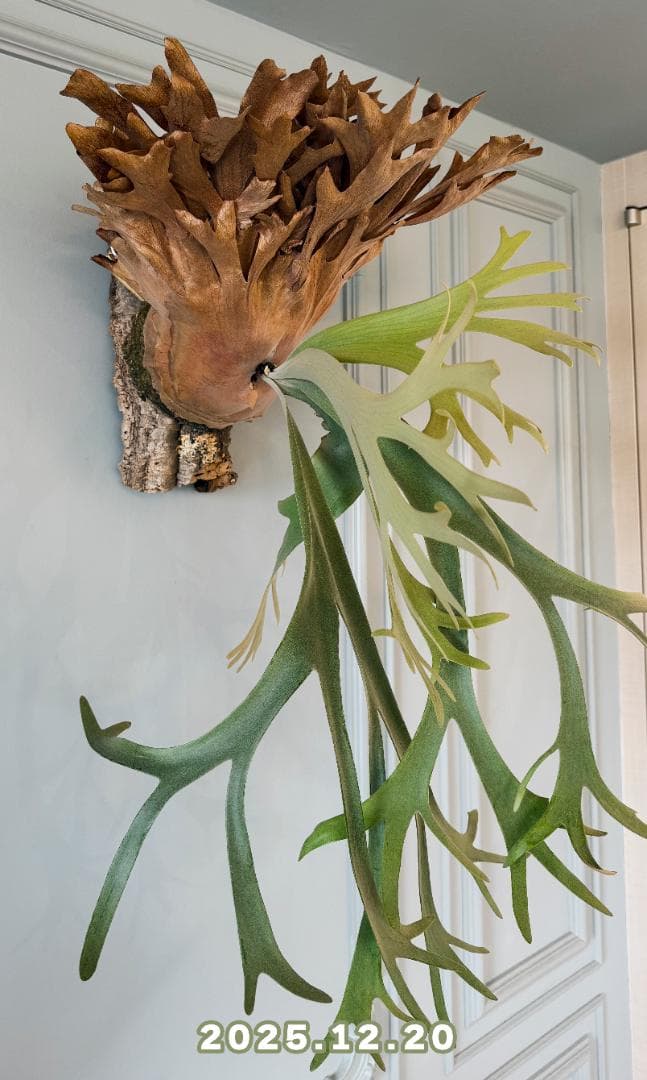 ビカクシダ OMG✖︎Cotton Cloud（親株）