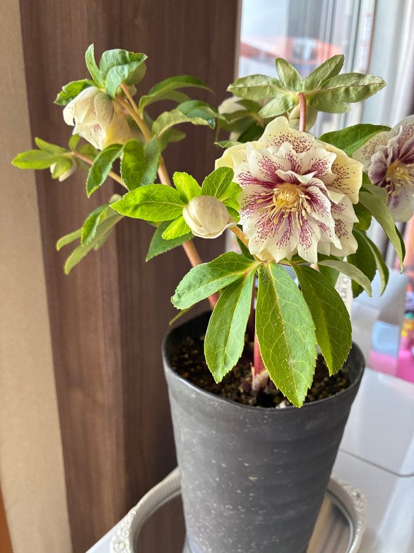 ♡広瀬園芸♡大充実株　ホワイトブロッチ美人