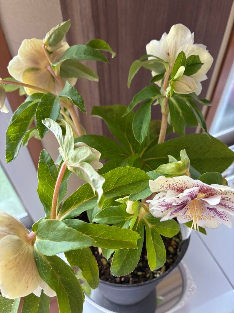 ♡広瀬園芸♡大充実株　ホワイトブロッチ美人