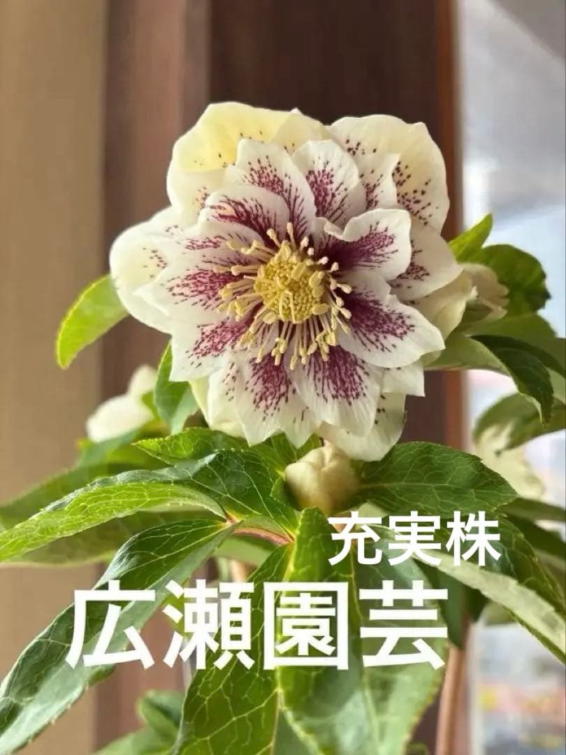 ♡広瀬園芸♡大充実株　ホワイトブロッチ美人