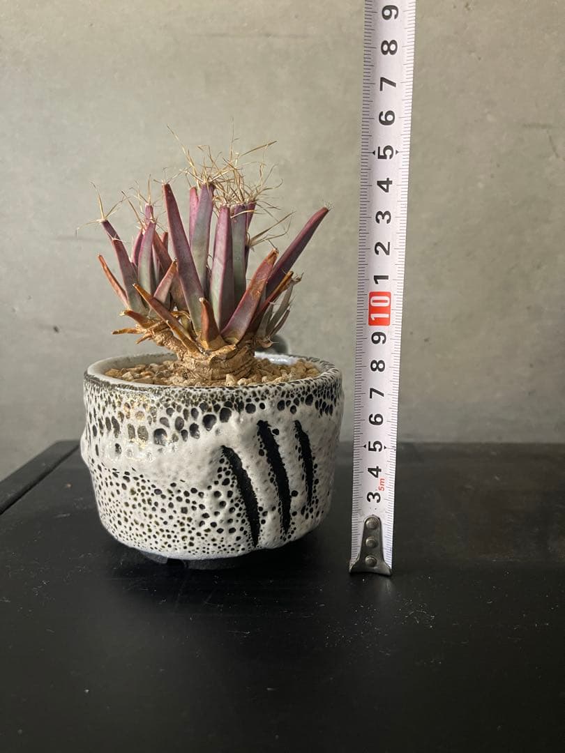 ご*う様 晃山/BOTANIZEボタナイズBOTAlava “黒爪痕” Blac