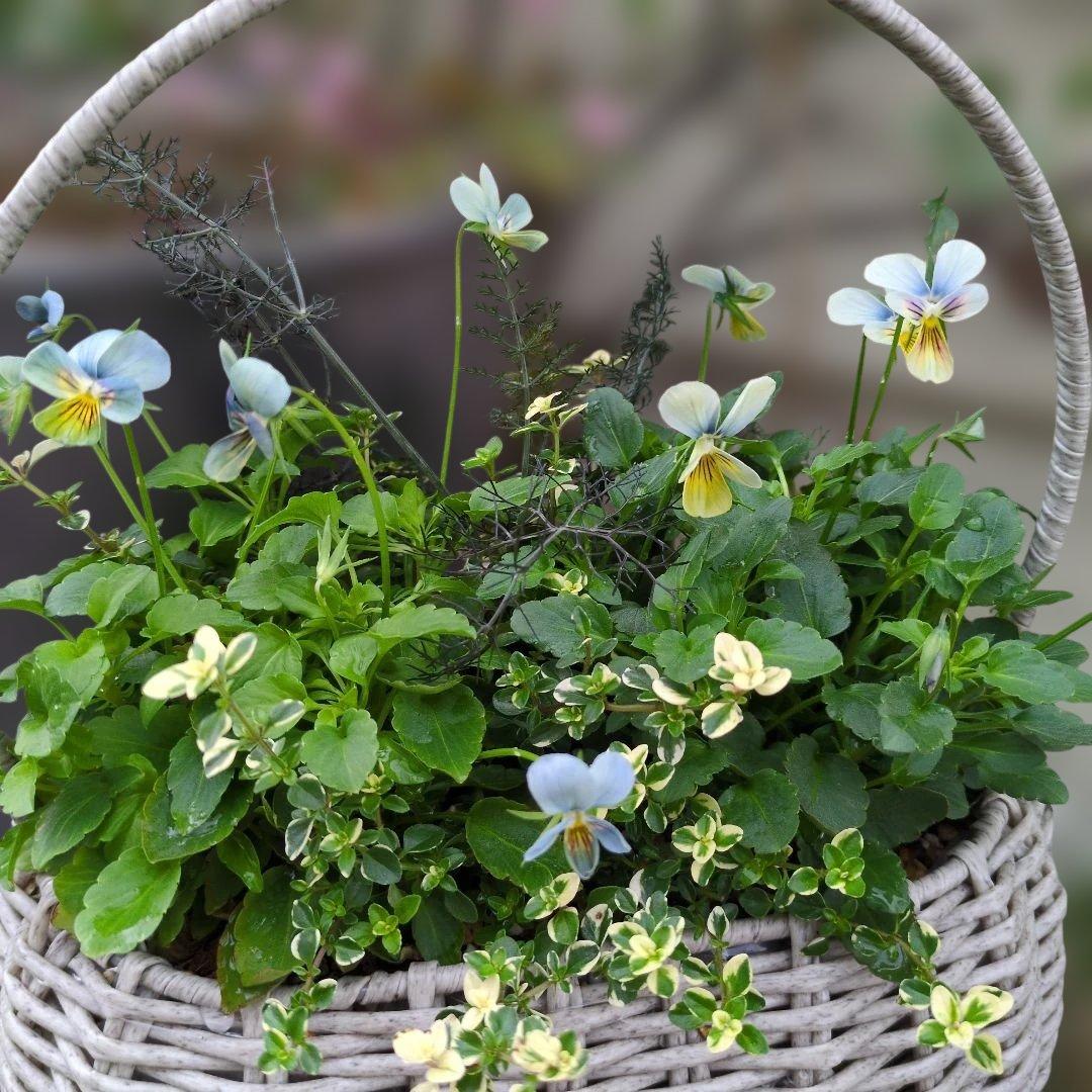 すみれ図鑑 ❤️ 寄植え - メルカリ