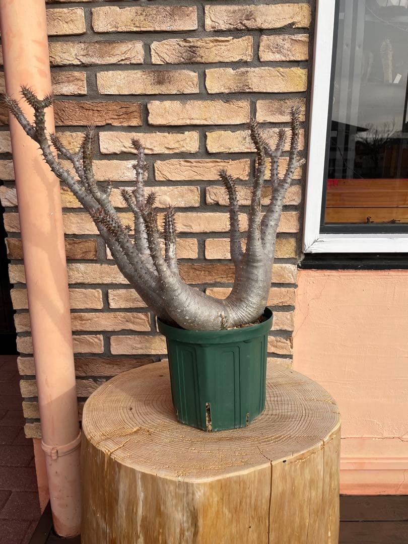 パキポディウム　マカイエンセ