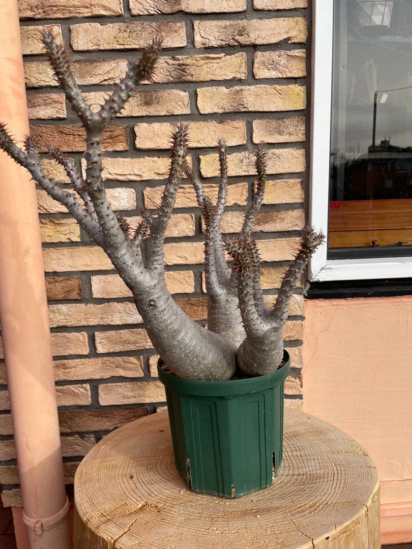 パキポディウム　マカイエンセ