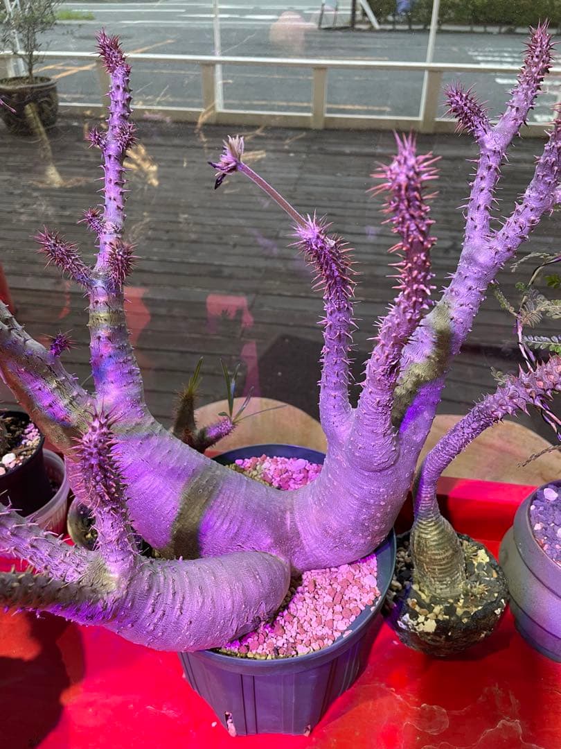 パキポディウム　マカイエンセ