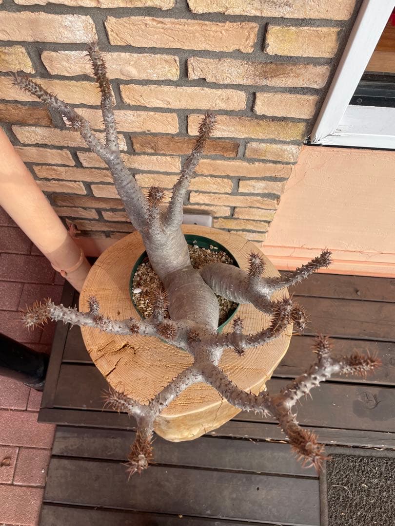 パキポディウム　マカイエンセ