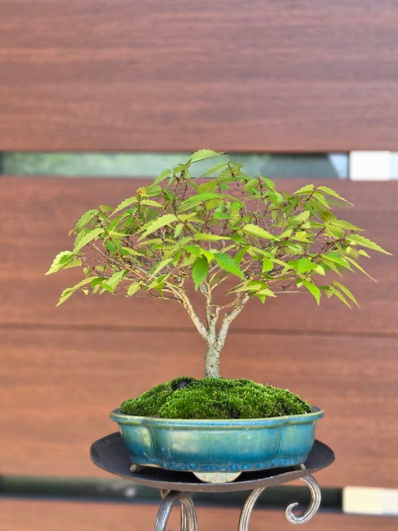 盆栽　欅　盆栽鉢　欅盆栽　2本セット