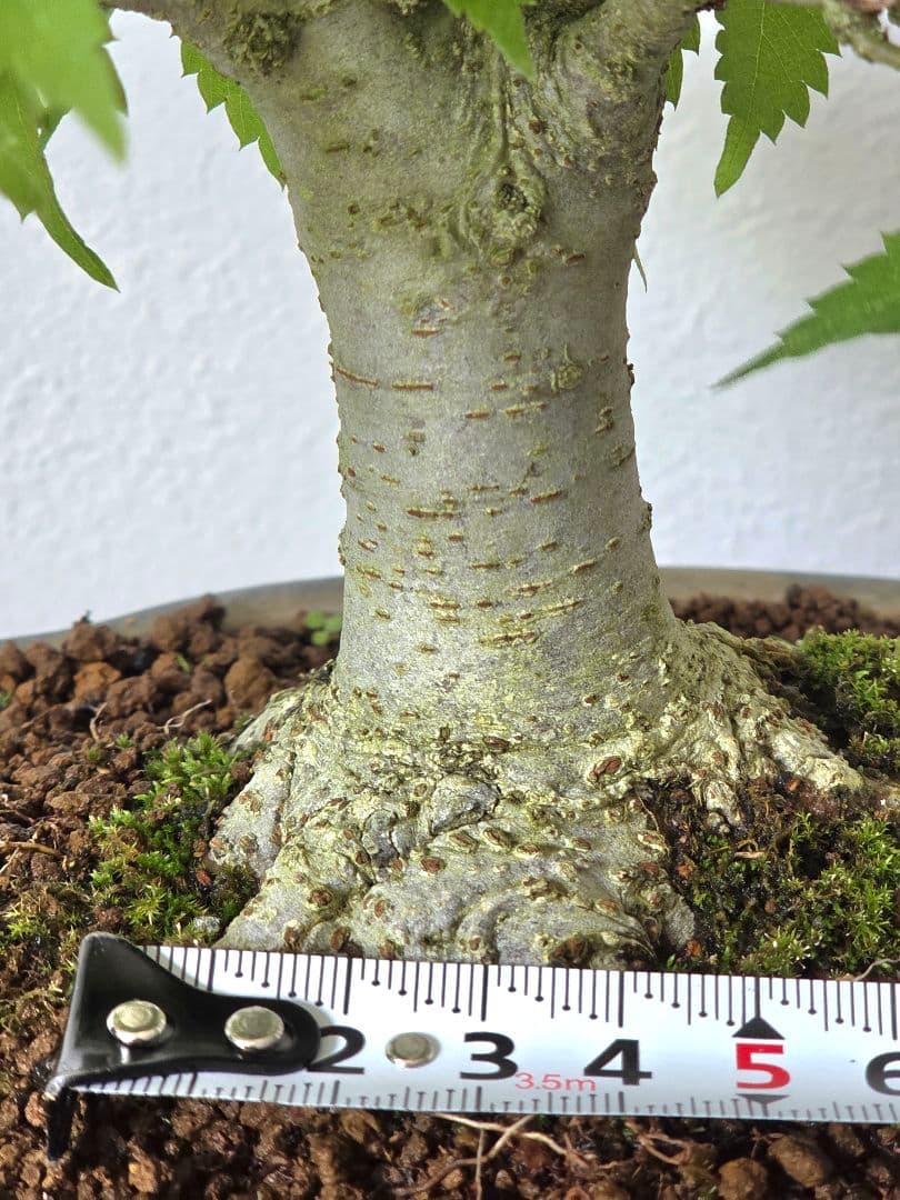 盆栽　欅　盆栽鉢　欅盆栽　2本セット